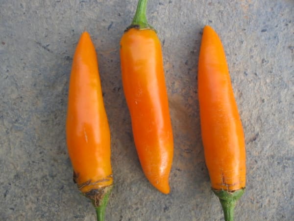 Bulgarian Carrot Chili