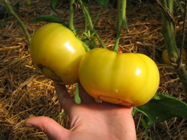 Lillian’s Yellow