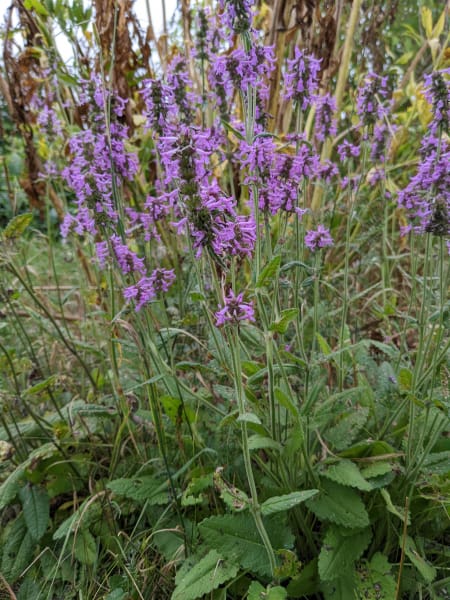 Anise Hyssop