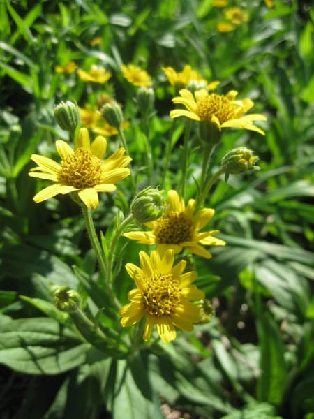 Arnica Chamissonis