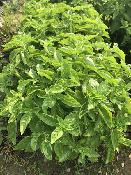 Dolce Fresca Basil