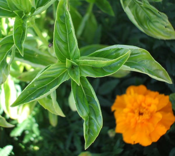 Genovese Basil