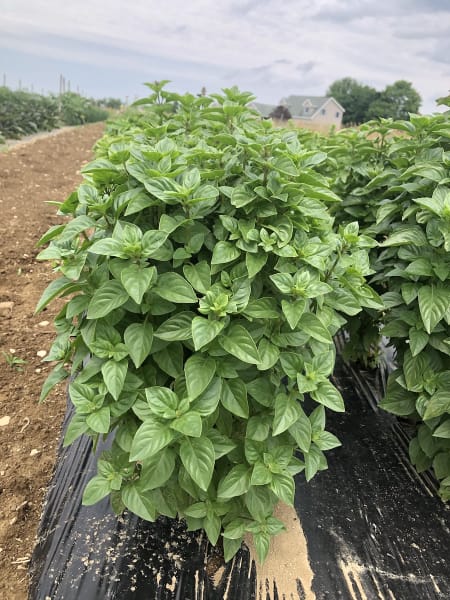Everleaf Lemon Basil