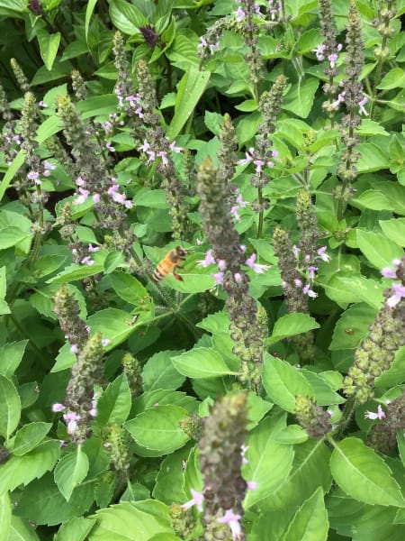 Kapoor Tulsi