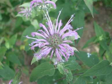 Wild Bergamot