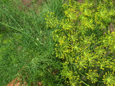 Bouquet Dill