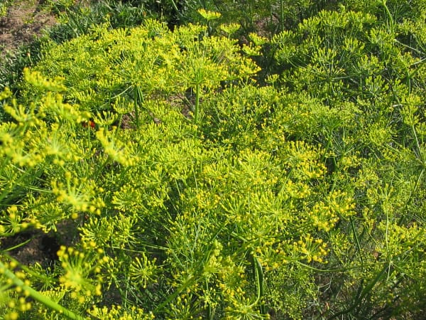 Mammoth Dill