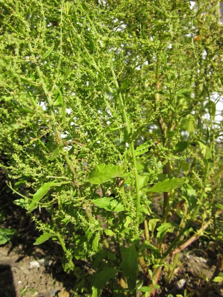 Epazote