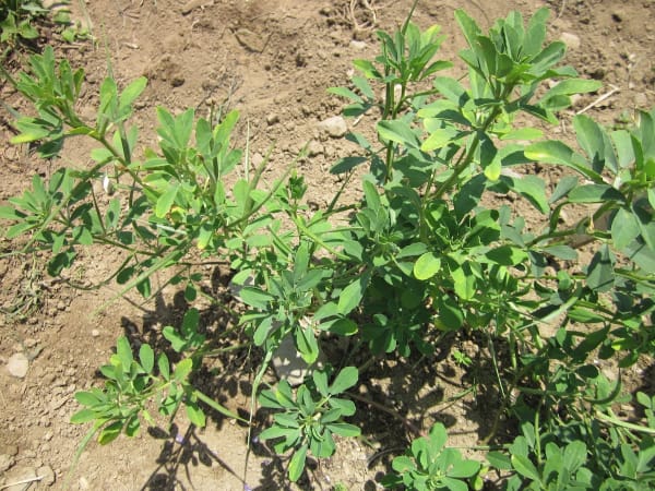 Fenugreek