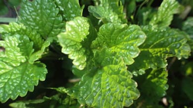 Lemon Balm