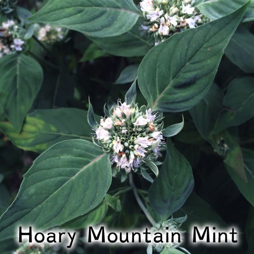 Hoary Mountain Mint