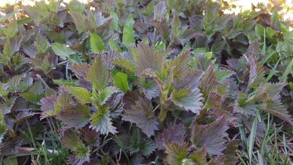 Stinging Nettle