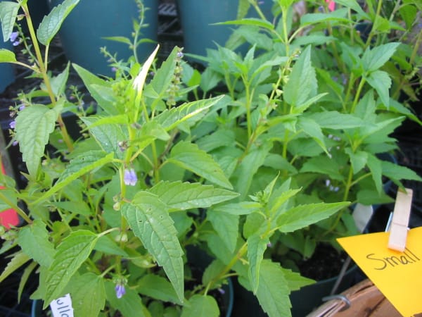 Skullcap