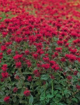 Panorama Red Bee Balm