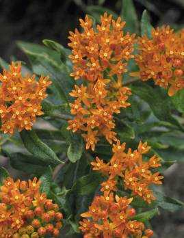 Butterfly Weed