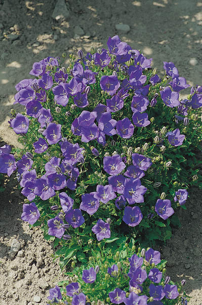Blue Clips Campanula, Pelleted