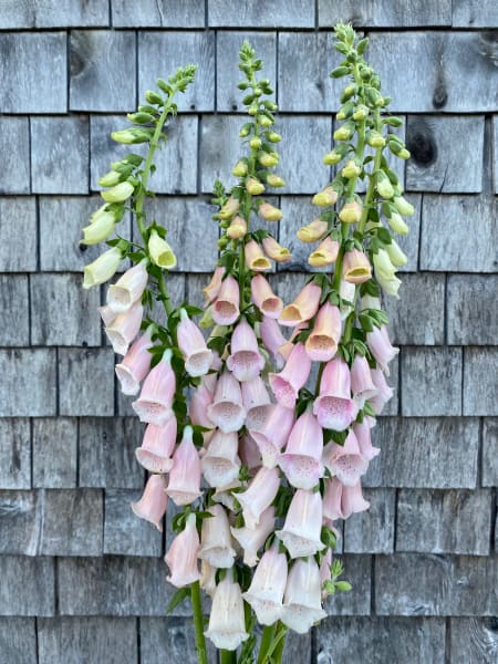 Apricot Beauty Foxglove