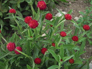 QIS Red Globe Amaranth