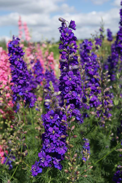 Giant Imperial Blue Spire Larkspur