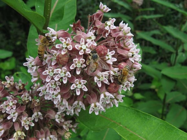Common Milkweed