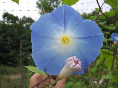 Clarke’s Heavenly Blue