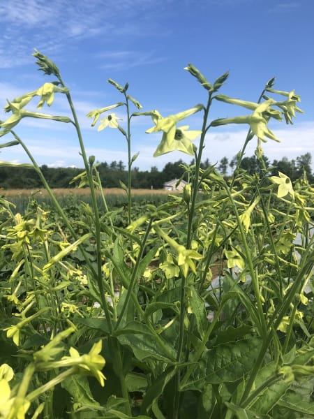 Lime Green Nicotiana