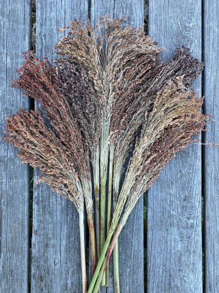 Autumn Colors Broom Corn Blend