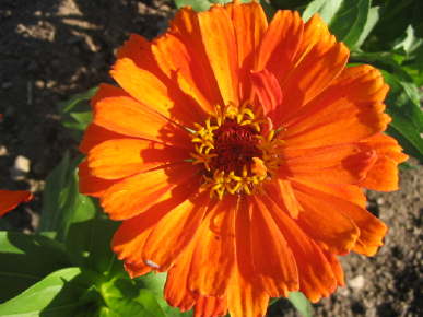 Inca