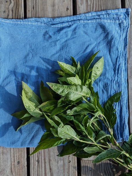 Indigo