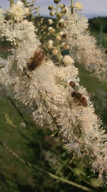 Bee and Butterfly Pollinators Collection
