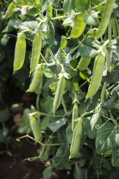 Strike Pea