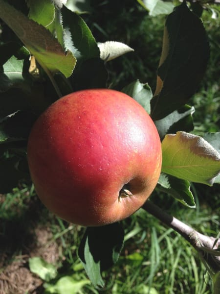 Cox’s Orange Pippin