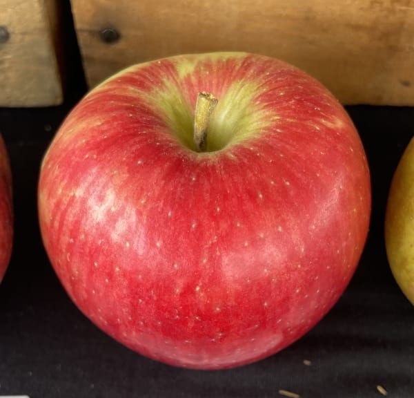 Honeycrisp