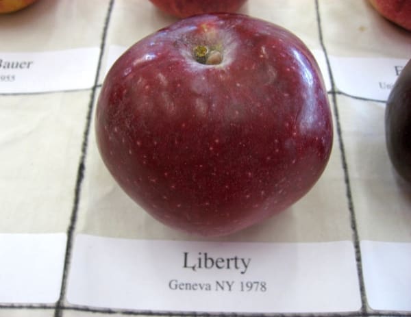 Liberty