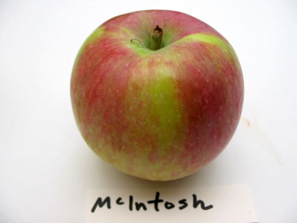 McIntosh