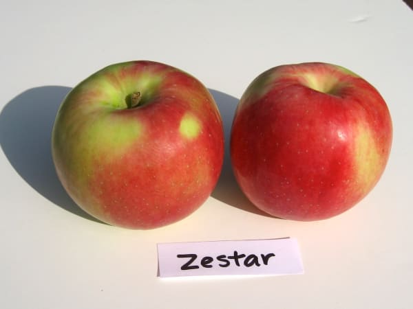 Zestar