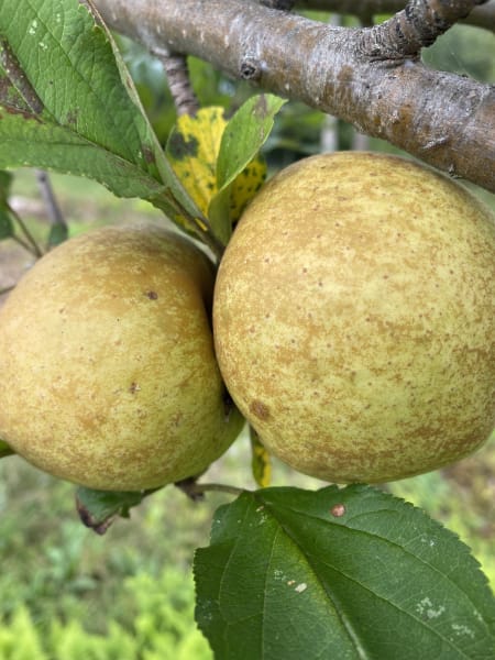 Medaille d’Or  main item image 