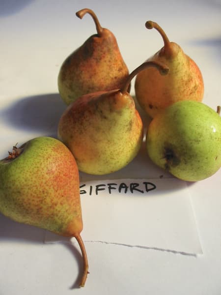 Giffard