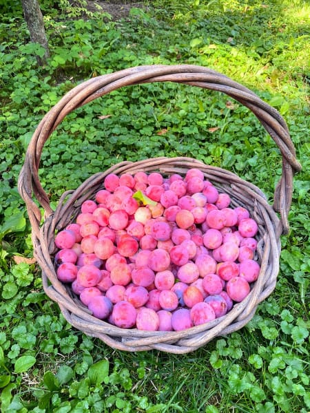 Bounty  main item image 