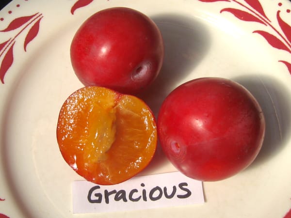 Gracious