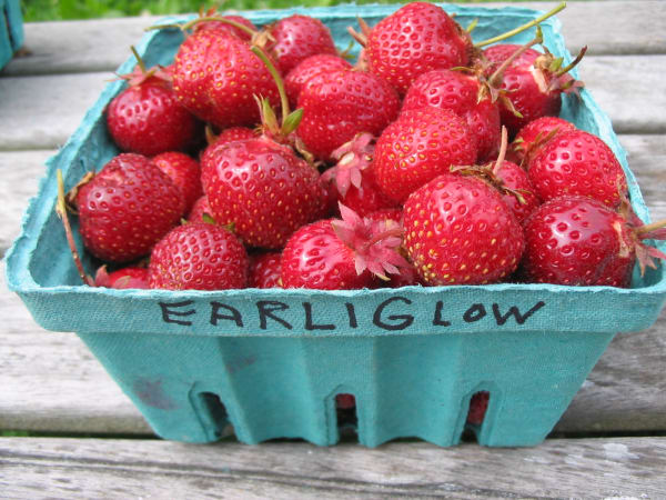 Earliglow