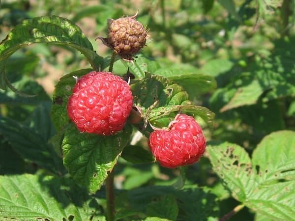 August Red