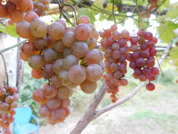 Somerset Seedless