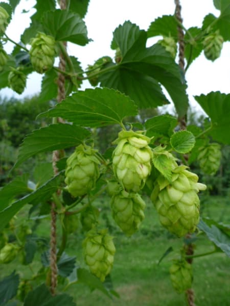 ‘Willamette’