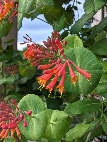 ‘Dropmore Scarlet’ Brown’s Honeysuckle