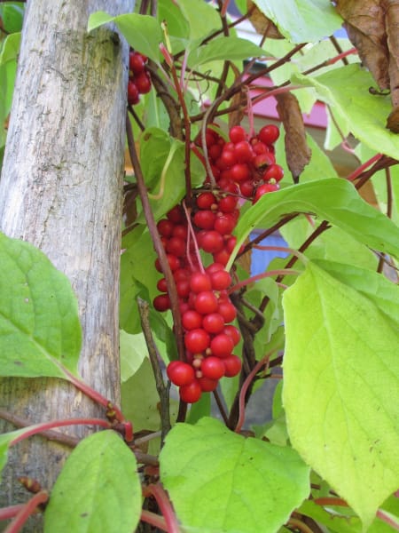 Schisandra Berry