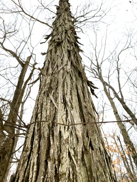 Shagbark Hickory Seedling