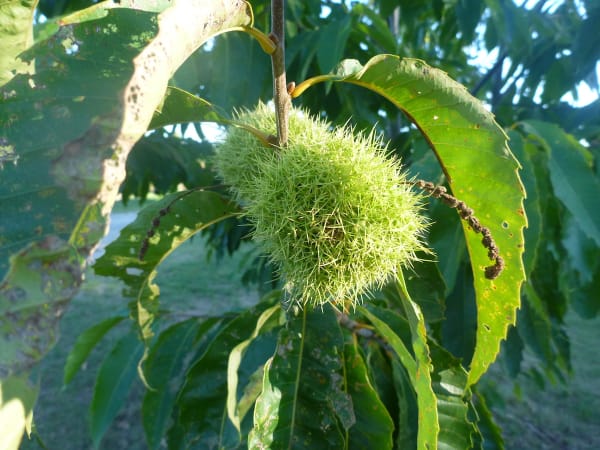 American Chestnut Seedling