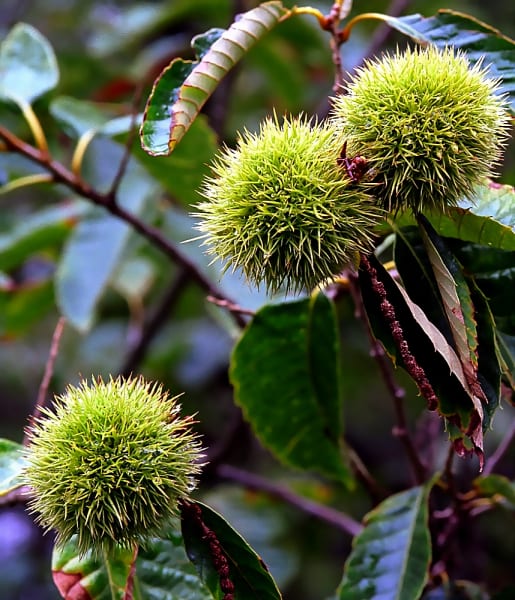 photo title: Cincinnati – Spring Grove Cemetery & Arboretum “Chinese Chestnuts” (36930710622).jpg
source: https://upload.wikimedia.org/wikipedia/commons/d/d5/Cincinnati_%E2%80%93_Spring_Grove_Cemetery_%26_Arboretum_%E2%80%9CChinese_Chestnuts%E2%80%9D_%2836930710622%29.jpg
creator: David Ohmer
licensed under: CC BY-SA 2.0
this image has been cropped Chinese Chestnut Seedling