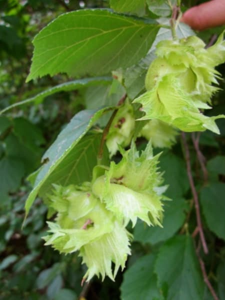 American Hazelnut Seedling